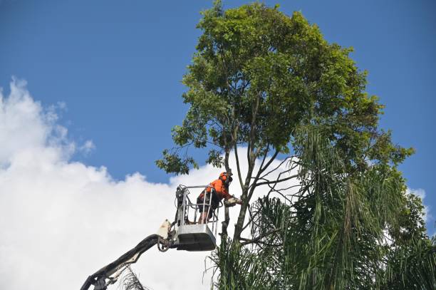 Trusted Zillah, WA Tree Services Experts